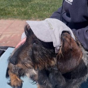 BONÉ PARA PET PERSONALIZADO